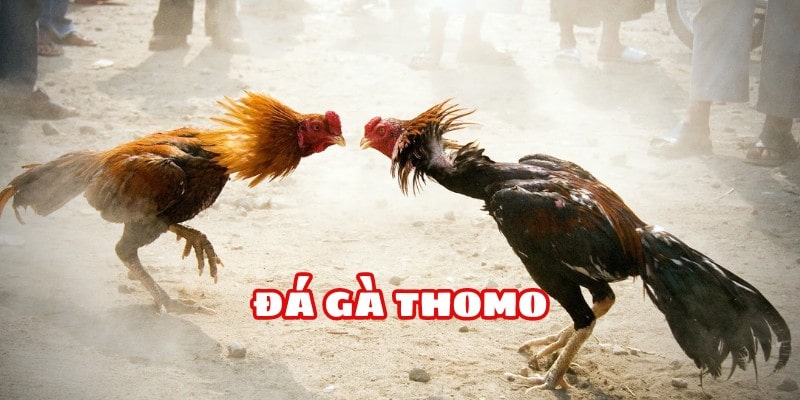 Đá gà Thomo